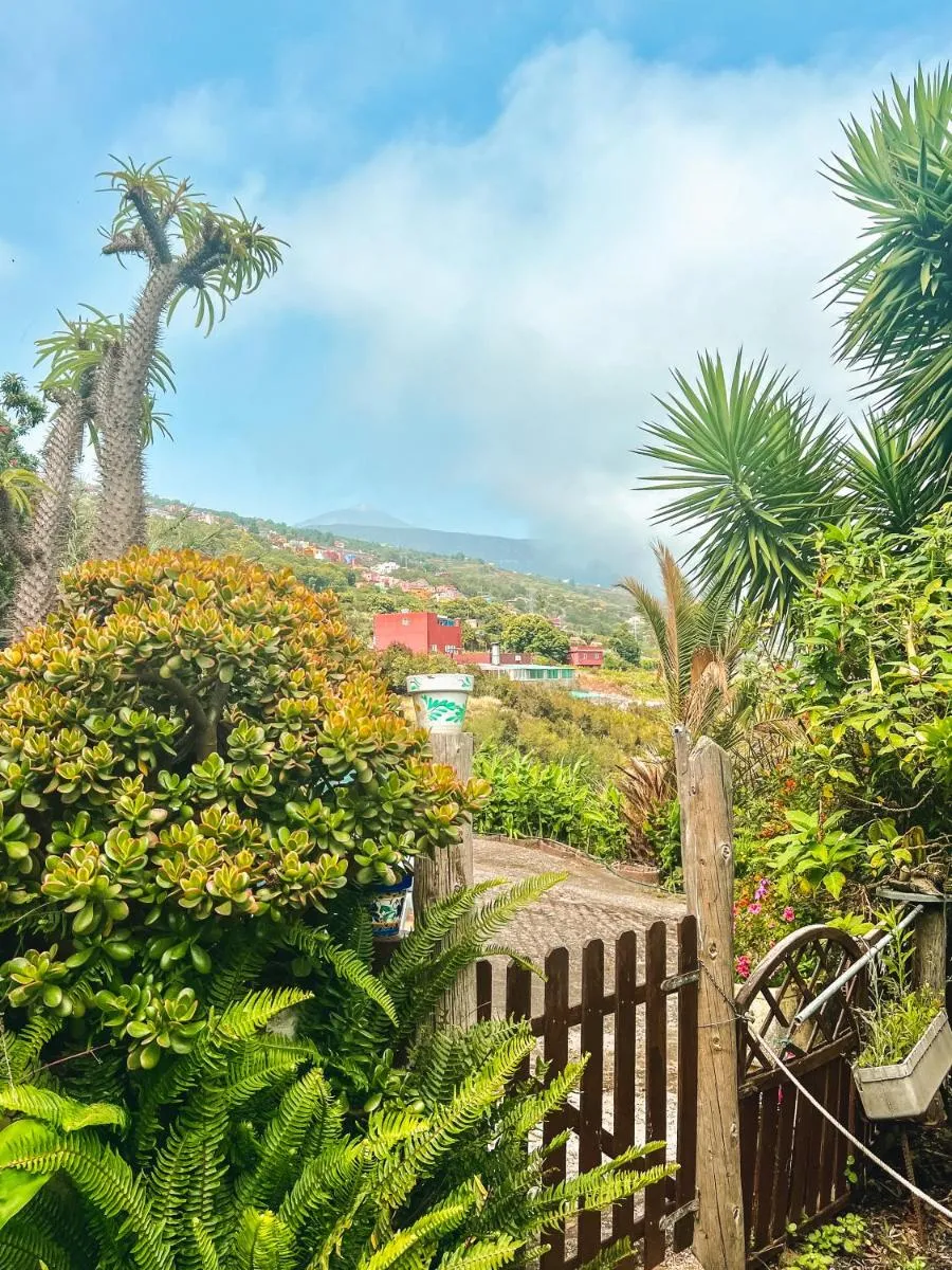 Image 6 of Canarian Cottage with terrace surrounded by garden – Alisios