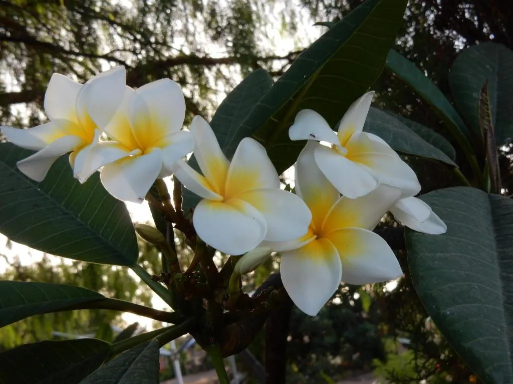 Image of Finca Florida