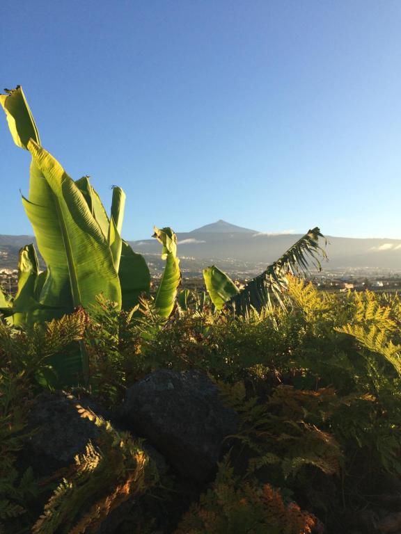 Image of FINCA LA PLANTACIÓN _Agroturismo