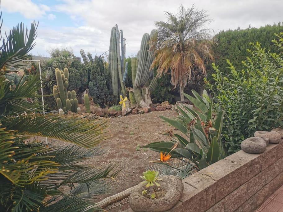 Image of Los Cactus